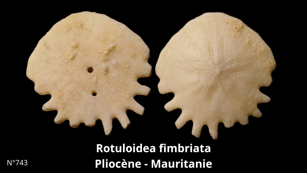 Boite collection CN4_20250812_213224_0000.png