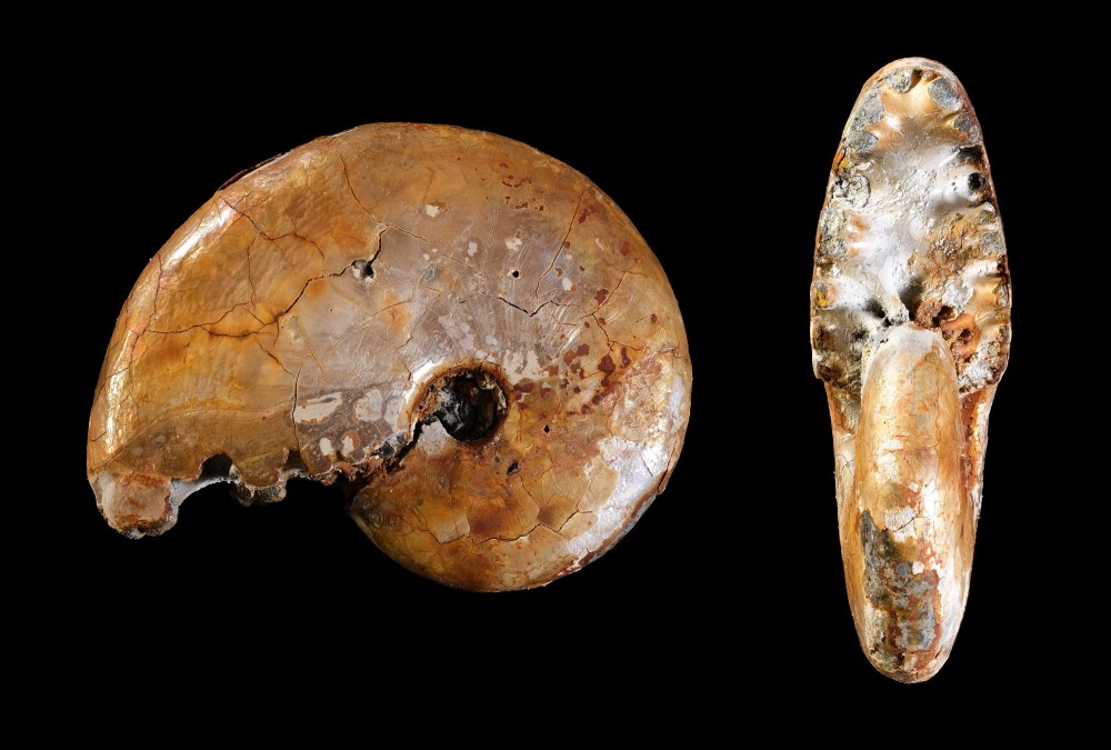 Bully-Ammonite1-Largeur25mm.thumb.jpg.2a6f87458d357ecd57acb31da6371921.jpg