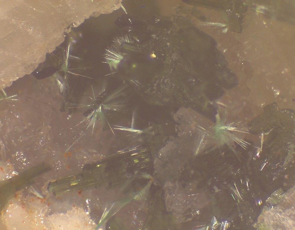 Clara2025 31x23 s13.jpg