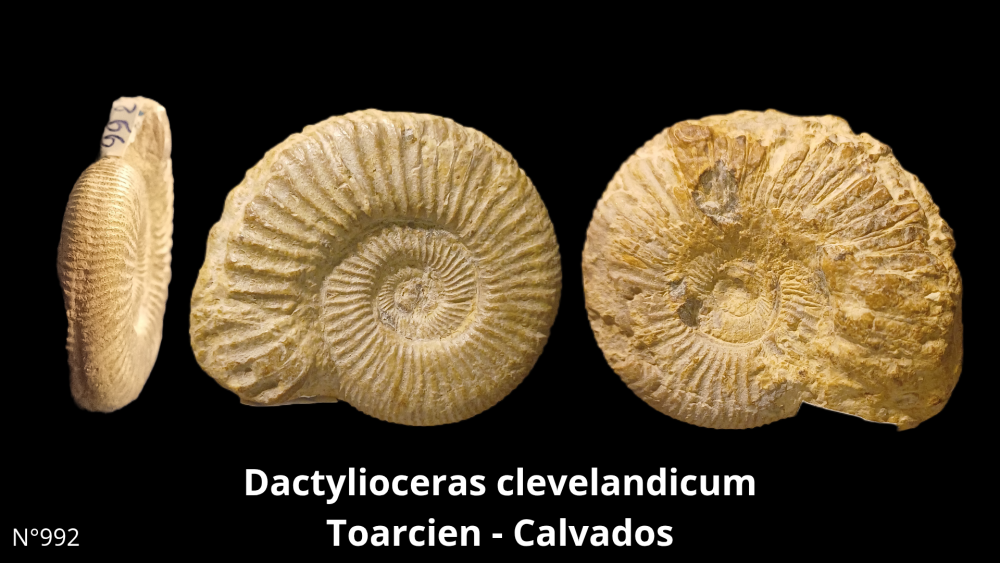 Cristalisation cavités ammonite Aalénien - Lozanne_20250812_211311_0001.png