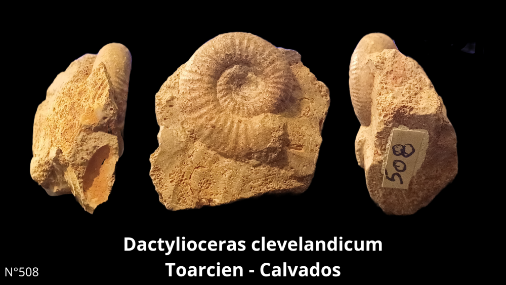 Cristalisation cavités ammonite Aalénien - Lozanne_20250812_211311_0002.png