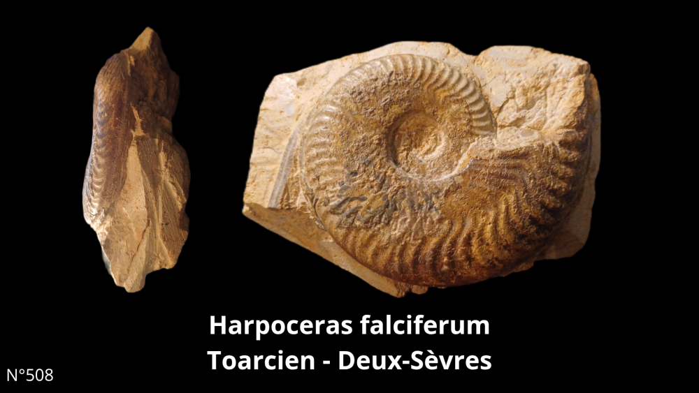 Cristalisation cavités ammonite Aalénien - Lozanne_20250812_211312_0004.png