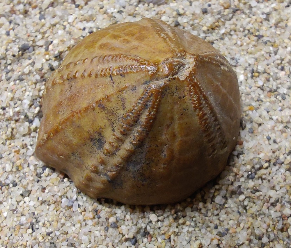 Echinocorys somme.jpg