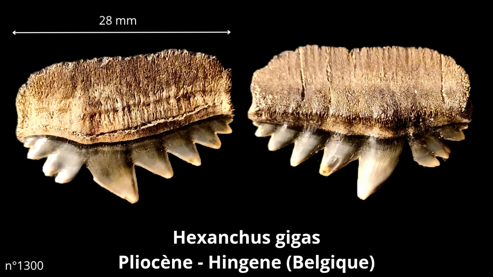 Hexangus gigas Pliocène - Hingene (Belgique)_20250812_224649_0000.png