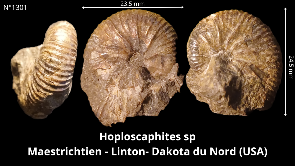 Hexangus gigas Pliocène - Hingene (Belgique)_20250812_224650_0001.png