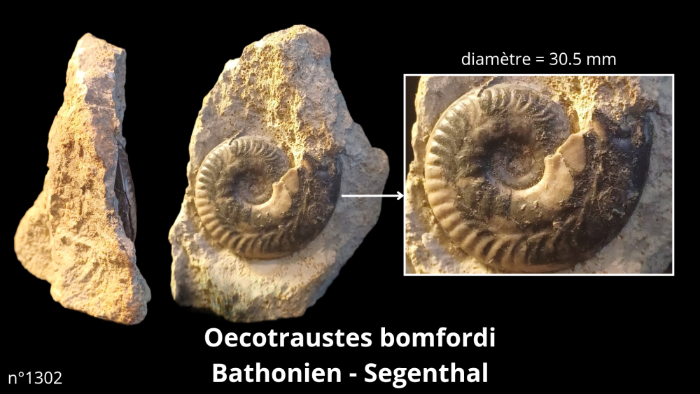 Hexangus gigas Pliocène - Hingene (Belgique)_20250812_224650_0002.png