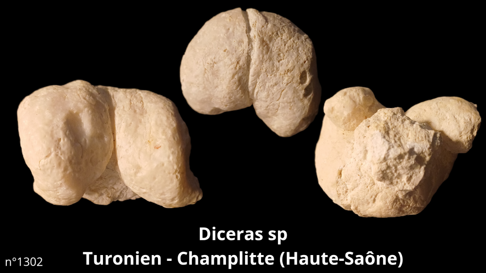 Hexangus gigas Pliocène - Hingene (Belgique)_20250812_224650_0003.png