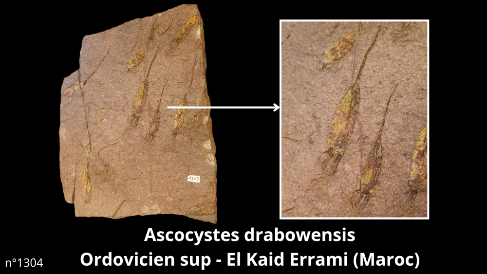 Hexangus gigas Pliocène - Hingene (Belgique)_20250812_224650_0004.png