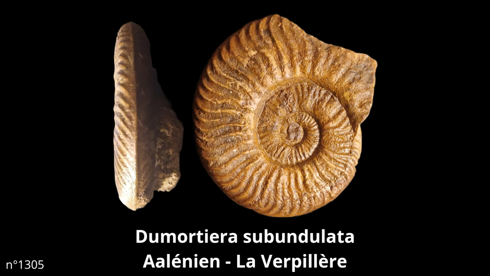 Hexangus gigas Pliocène - Hingene (Belgique)_20250812_224650_0005.png