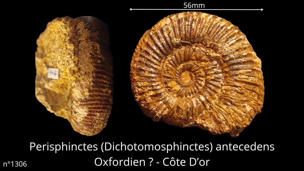 Hexangus gigas Pliocène - Hingene (Belgique)_20250812_224650_0006.png