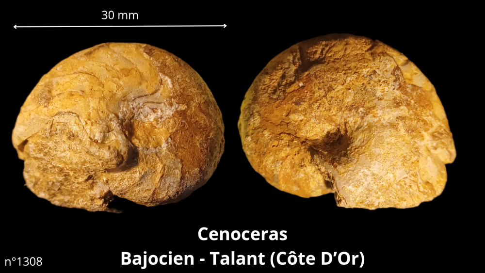 Hexangus gigas Pliocène - Hingene (Belgique)_20250812_224651_0008.png