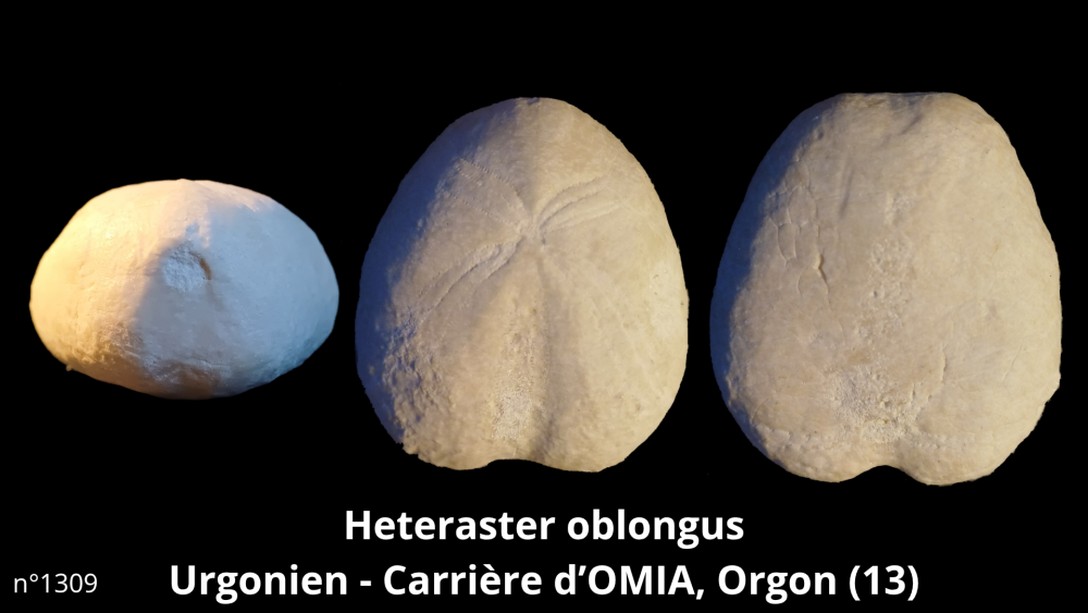 Hexangus gigas Pliocène - Hingene (Belgique)_20250812_224651_0009.png