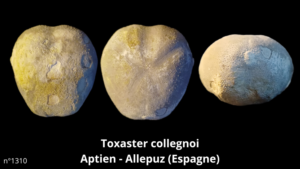 Hexangus gigas Pliocène - Hingene (Belgique)_20250812_224651_0010.png