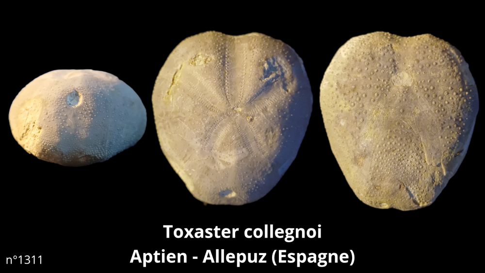 Hexangus gigas Pliocène - Hingene (Belgique)_20250812_224651_0011.png