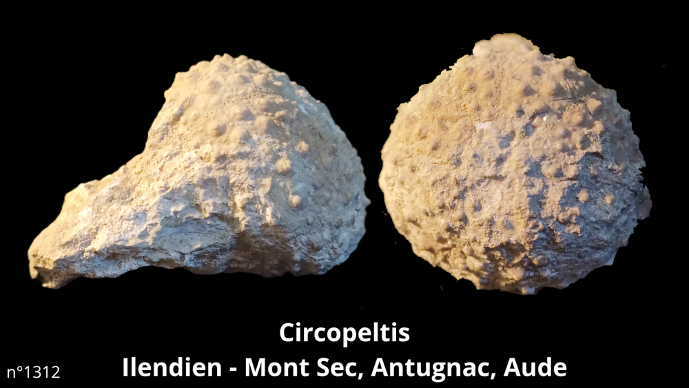 Hexangus gigas Pliocène - Hingene (Belgique)_20250812_224651_0012.png