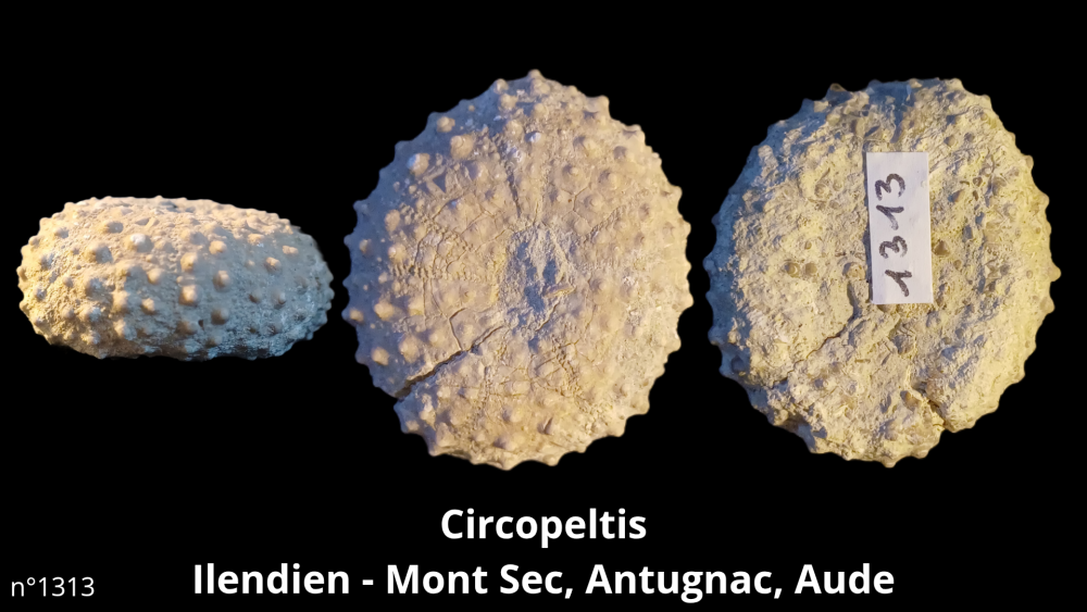 Hexangus gigas Pliocène - Hingene (Belgique)_20250812_224651_0013.png