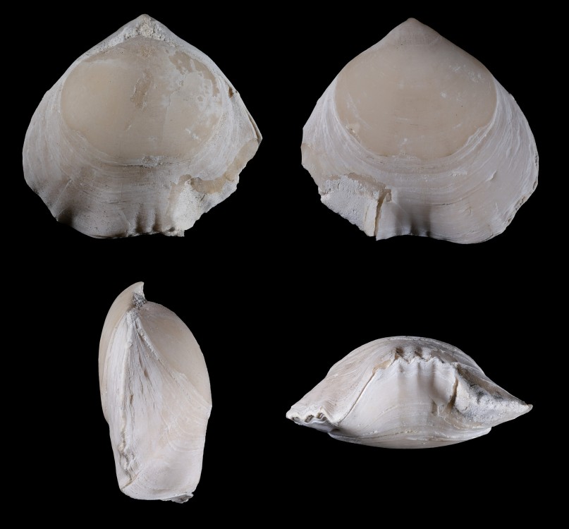 Snonien-Meudon-Brachiopode-Largeur15mm.thumb.jpg.182b1bce7b431410af6d78c4dfc43cdf.jpg