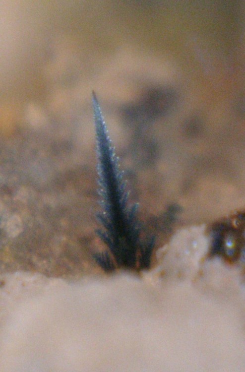 acanthite 2 SMAM b.jpg