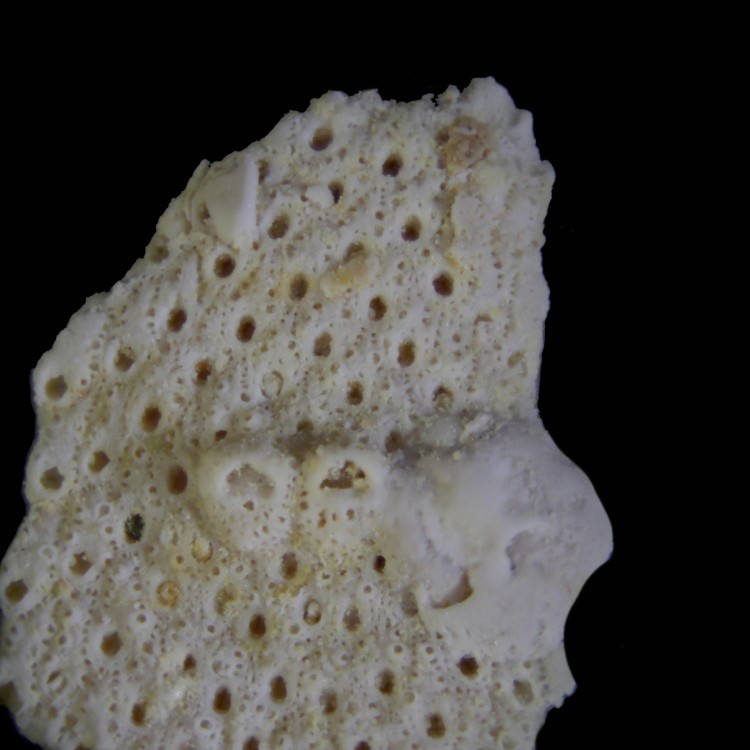 bryozoaires_grignon.jpg