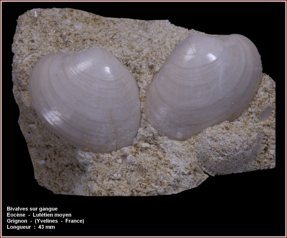 pl_bivalve_grignon1.jpg