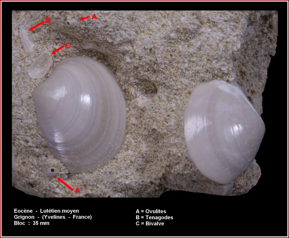 pl_bloc_bivalves2.jpg