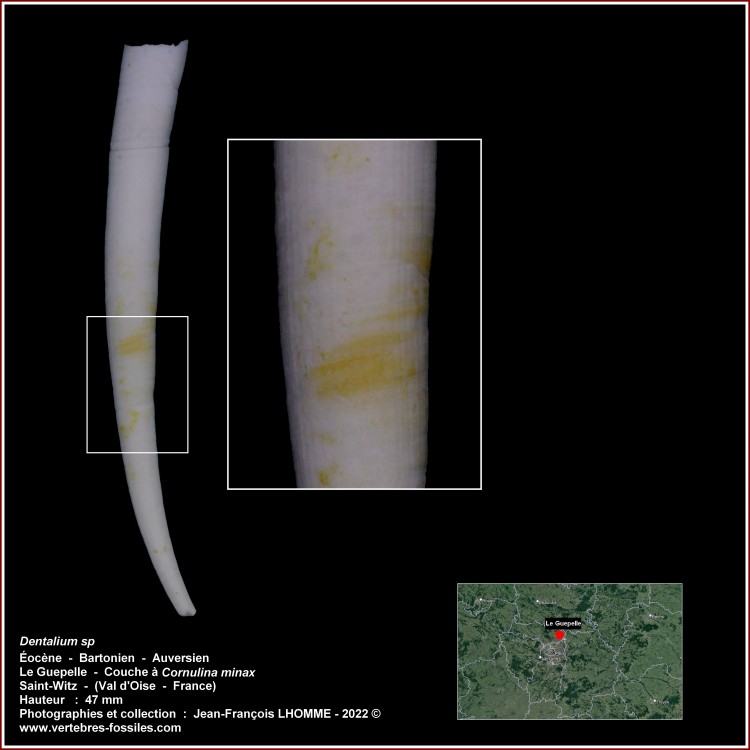 pl_dentalium_couche_minax_guepelle.jpg