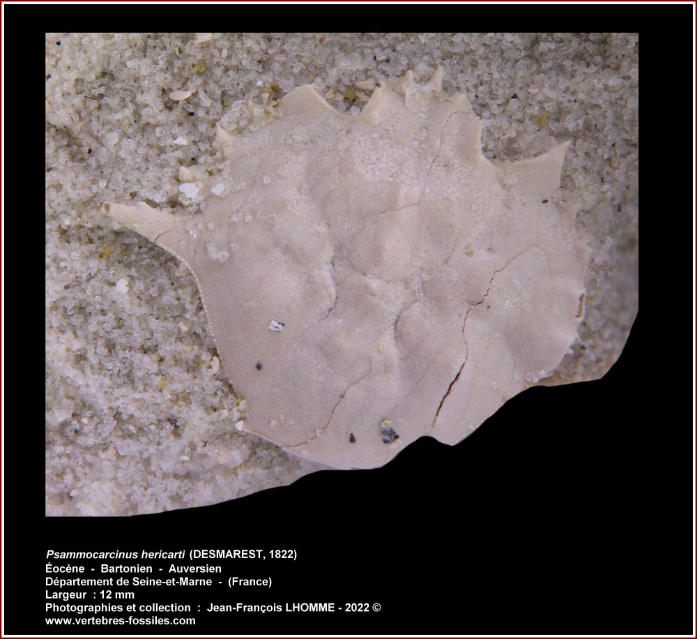 pl_psammocarcinus_auversien_dpt_77.jpg