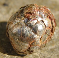 Lépidolite
