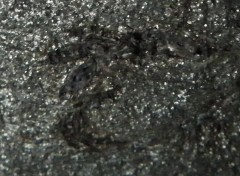Fer spéculaire détail