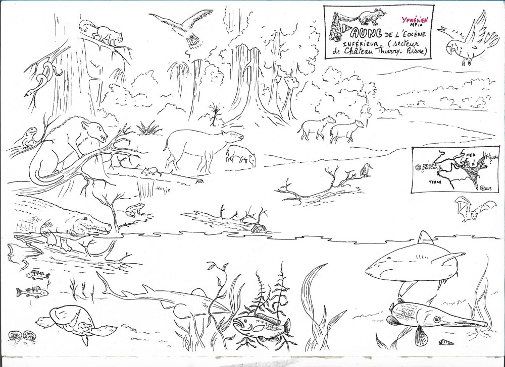 ypresien elasmo2 encr.jpg