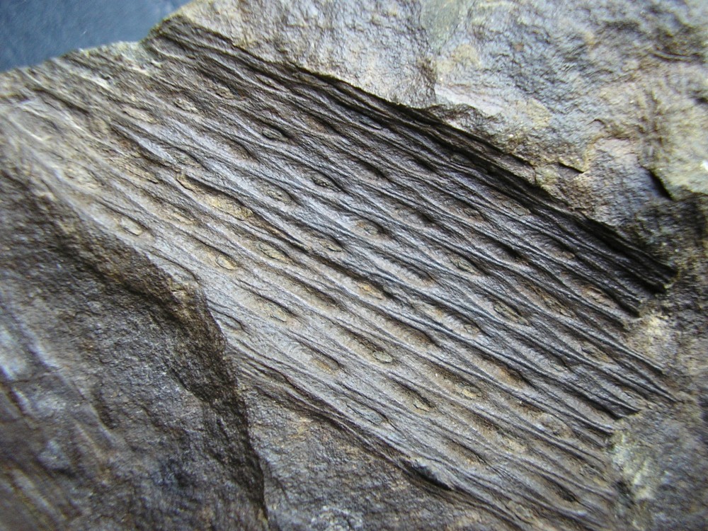 A) SUBLEPIDODENDRON robertii.JPG