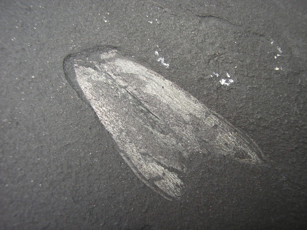 A Crickites sahlgrundensis aptychus.JPG