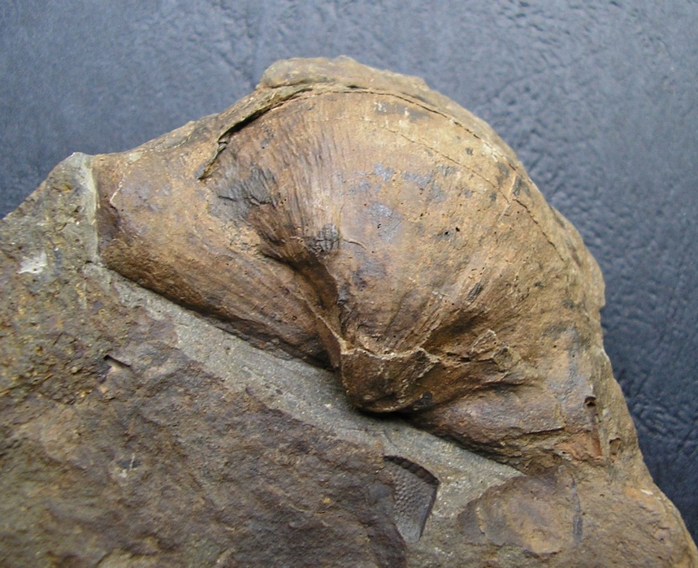 B) PRODUCTUS burbachianus.JPG