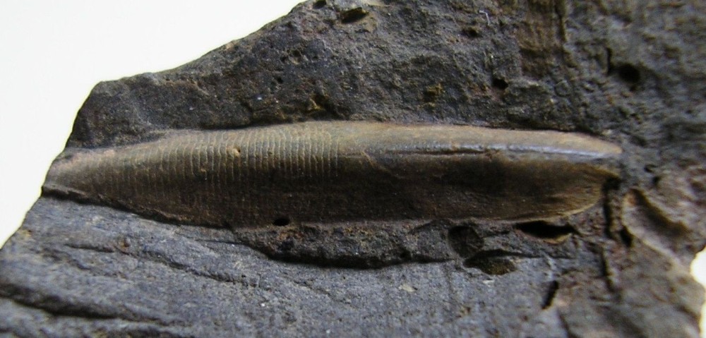 D) Relique de GONIOCERAS.JPG