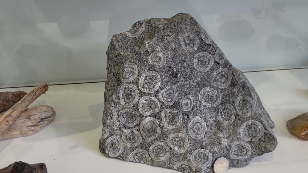 GABBRO DIORITE ORBICULAIRE - STE LUCIE DE TALLANO (174).png