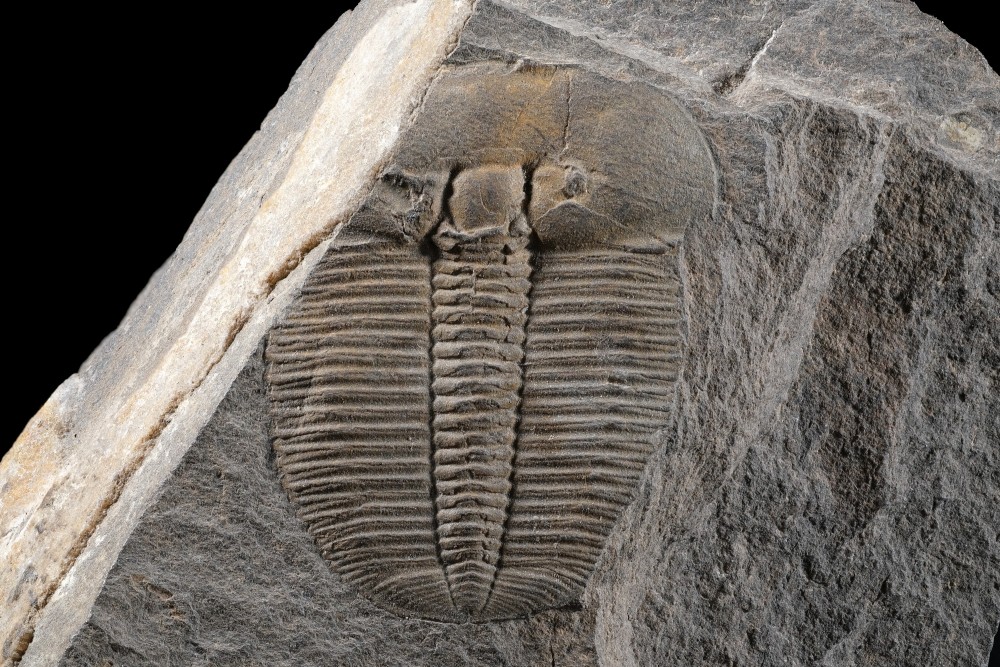 Si-Aulacopleurakoninckii-21mm.thumb.jpg.529fec740ab64af7329714f2a0437256.jpg