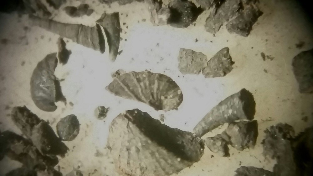 SmallShellyFossils.thumb.jpg.65b2addfd0f32a3a7347d45aebf7700e.jpg