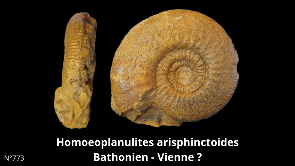 BT 058 collectiob_20250812_220056_0007.png