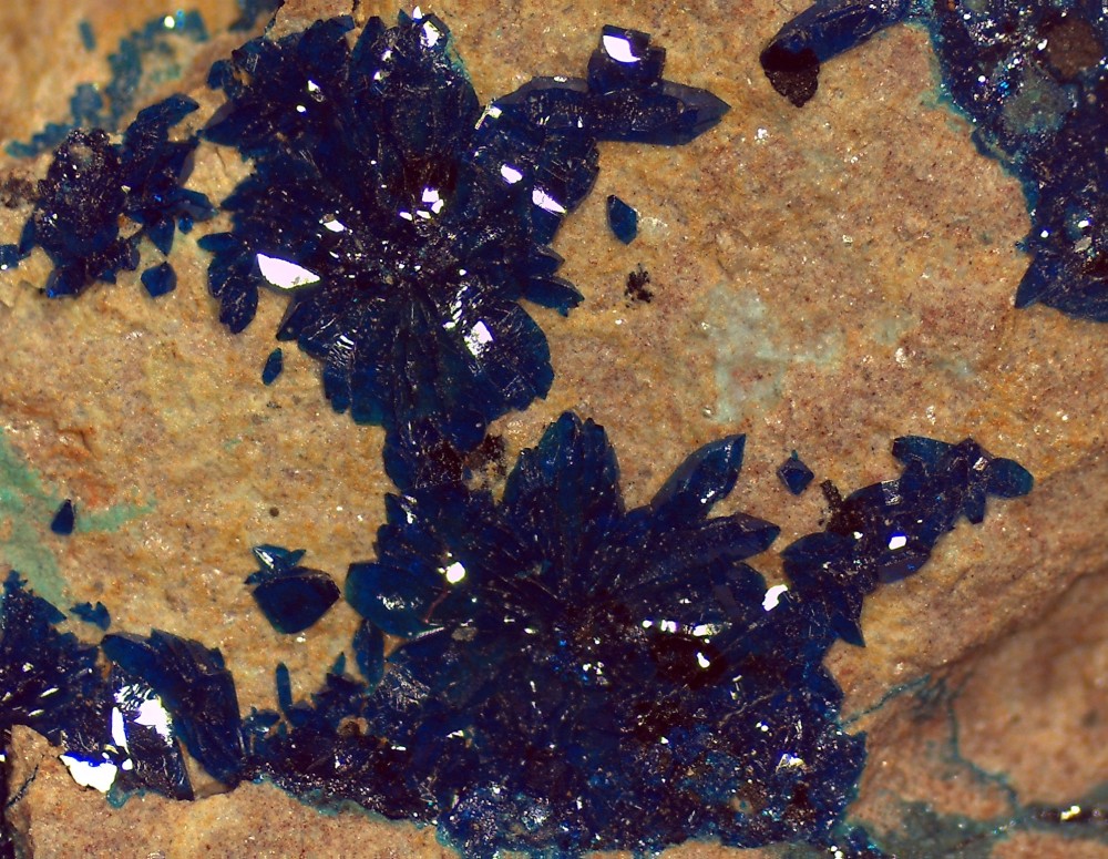 Cornetite Zaïre 69x52 pds.jpg