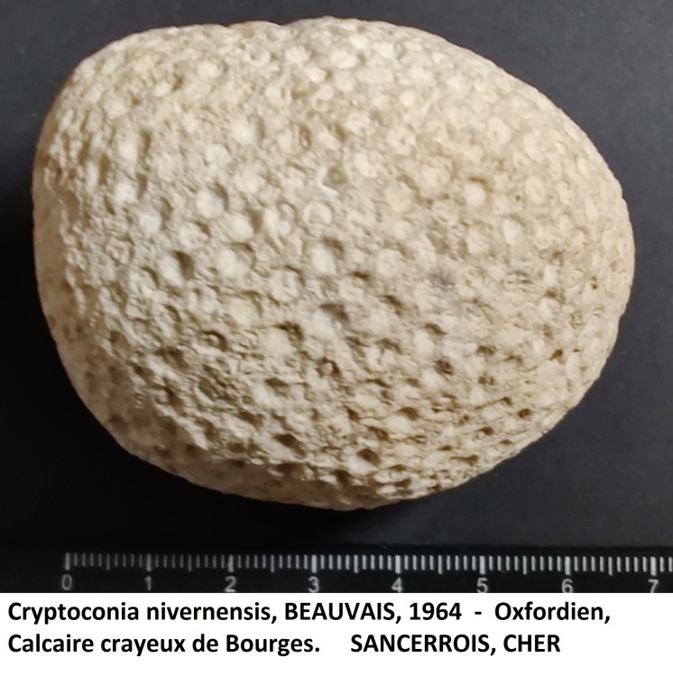 Cryptoconia nivernensis.jpg