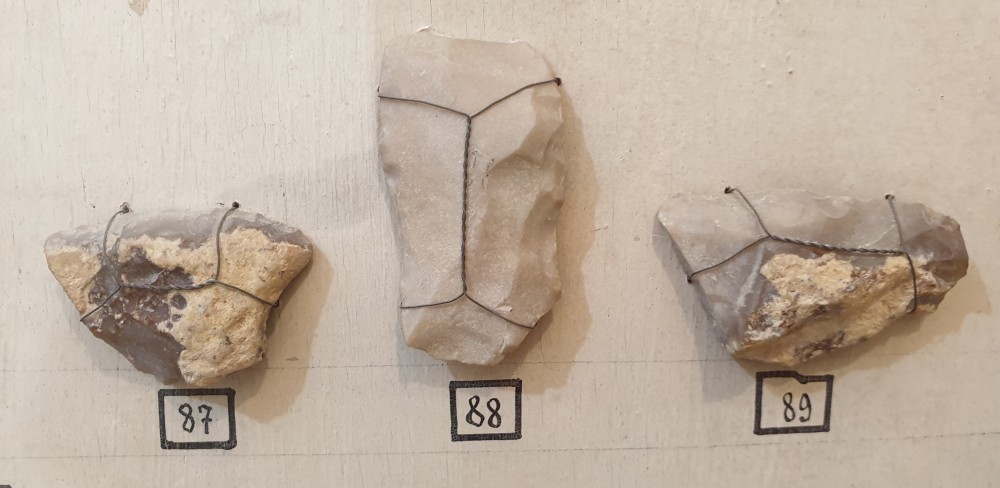 Elasmo Geo forum.jpg