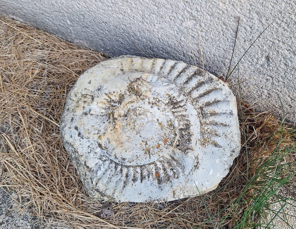 Fossile ammonite Saint-Germain-en-Montagne.jpeg