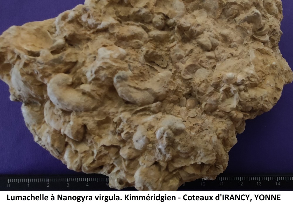 Irancy lumachelle.jpg