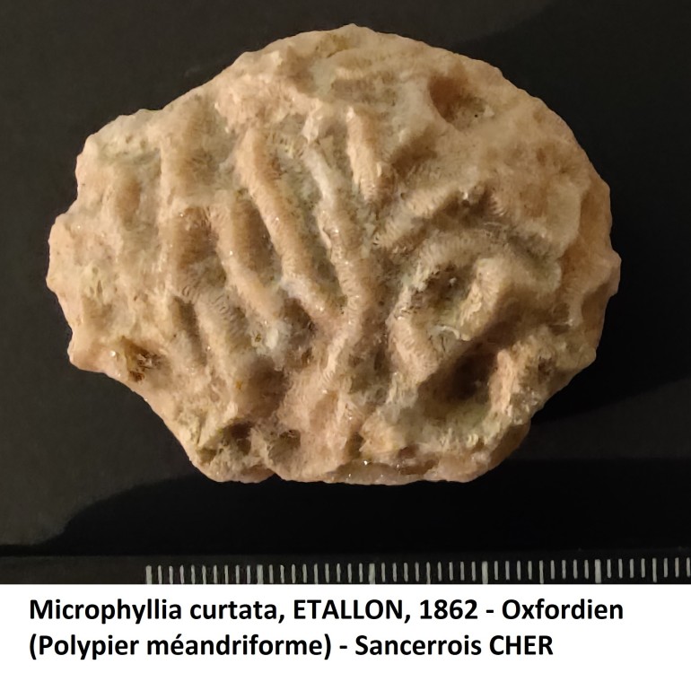 Microphyllia curtata.jpg