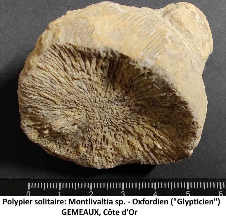 Montlivaltia Gemeaux.jpg