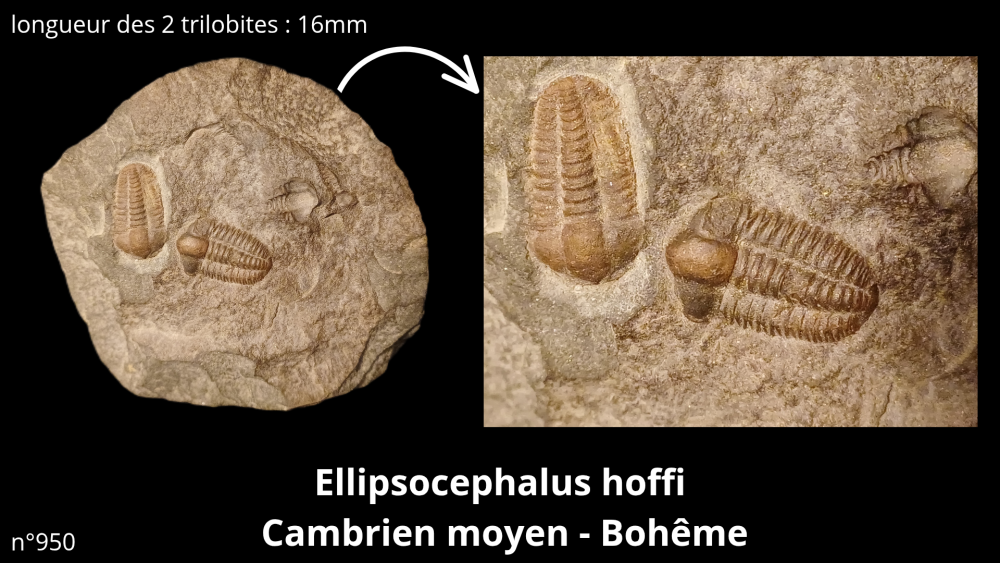 Photos pièces vitrine_20251022_092011_0000.png