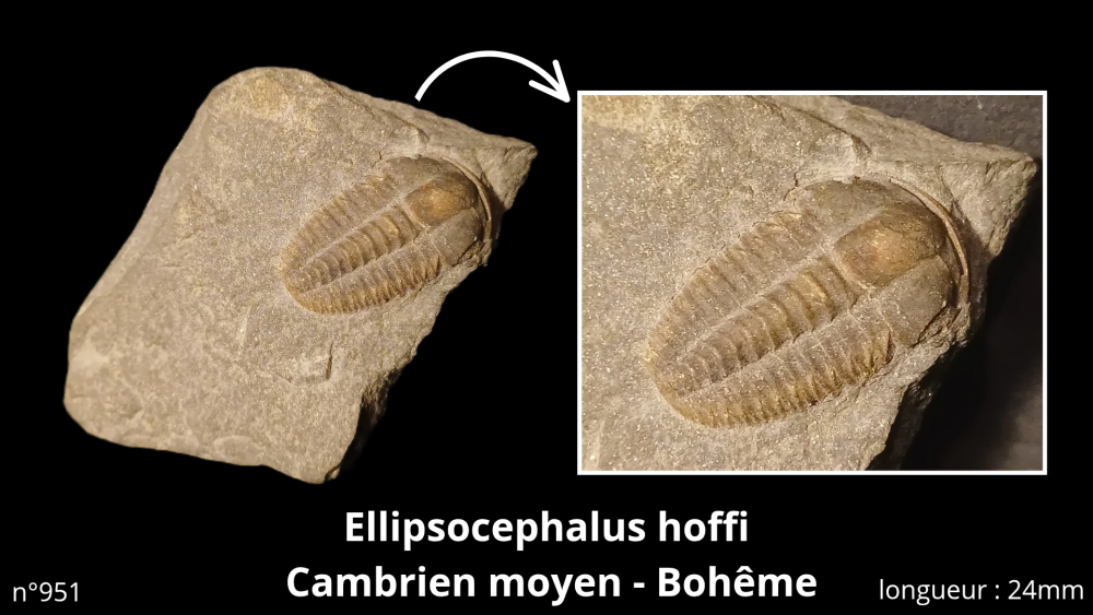 Photos pièces vitrine_20251022_092011_0001.png