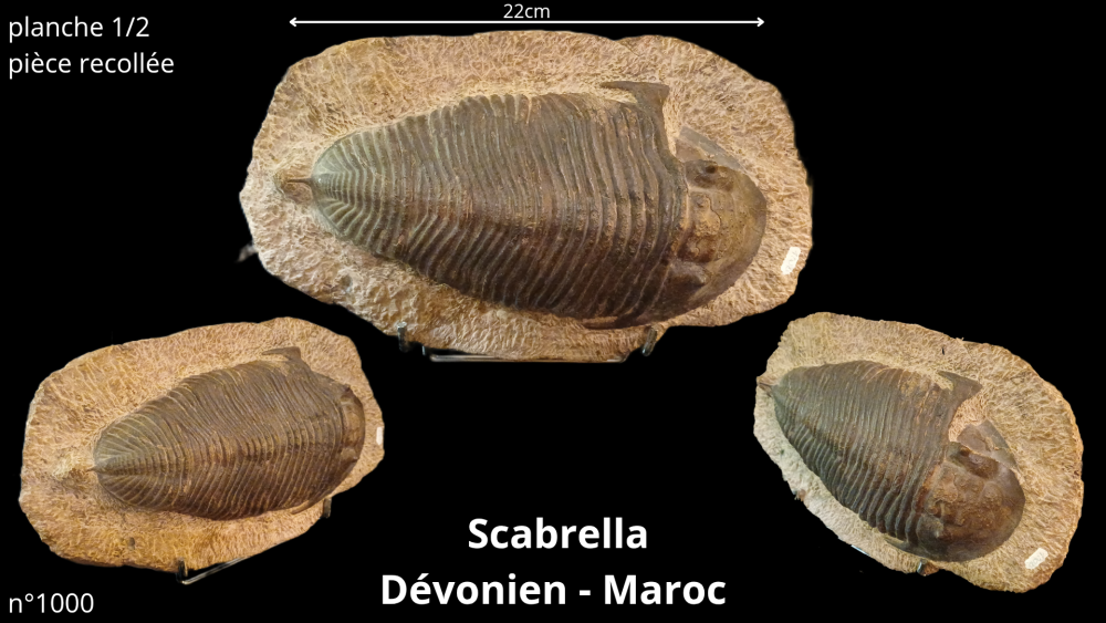 Photos pièces vitrine_20251022_092011_0002.png