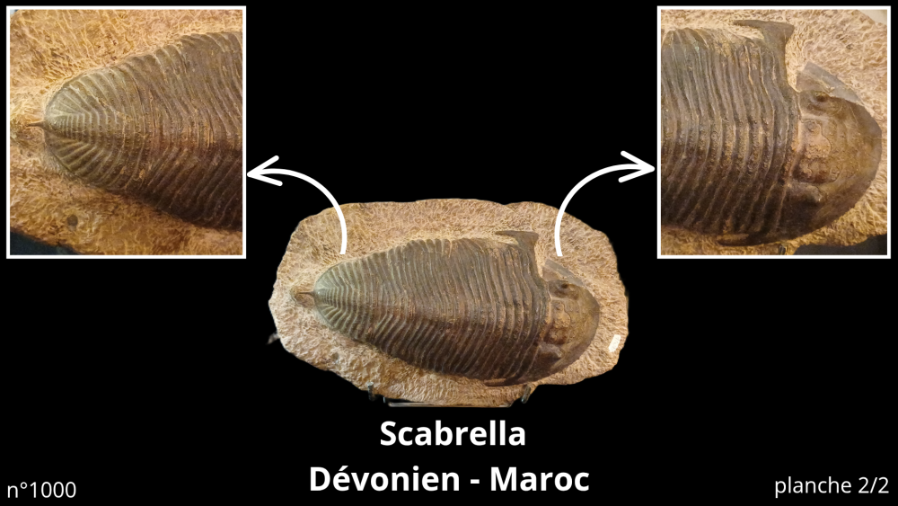 Photos pièces vitrine_20251022_092011_0003.png