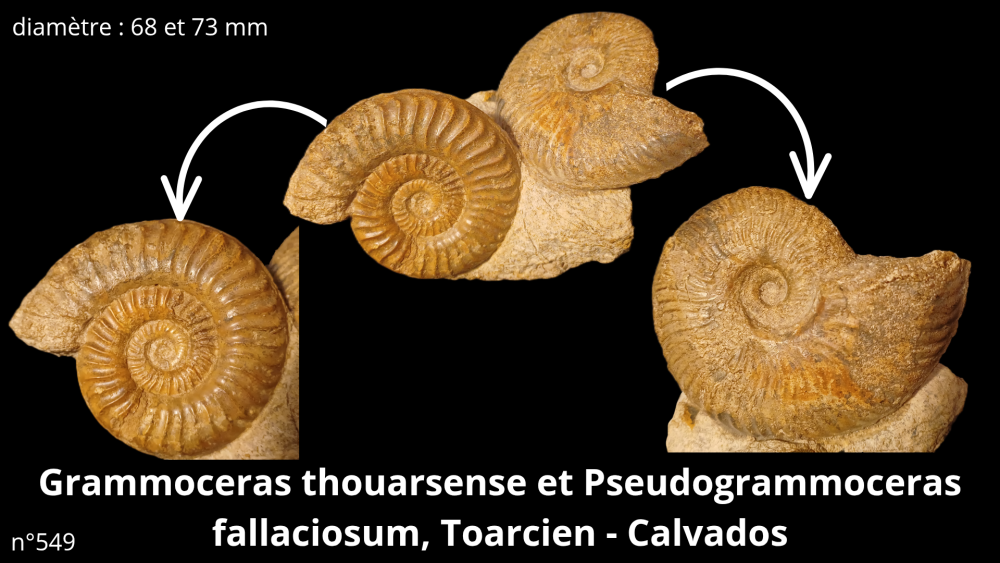 Photos pièces vitrine_20251022_094739_0000.png